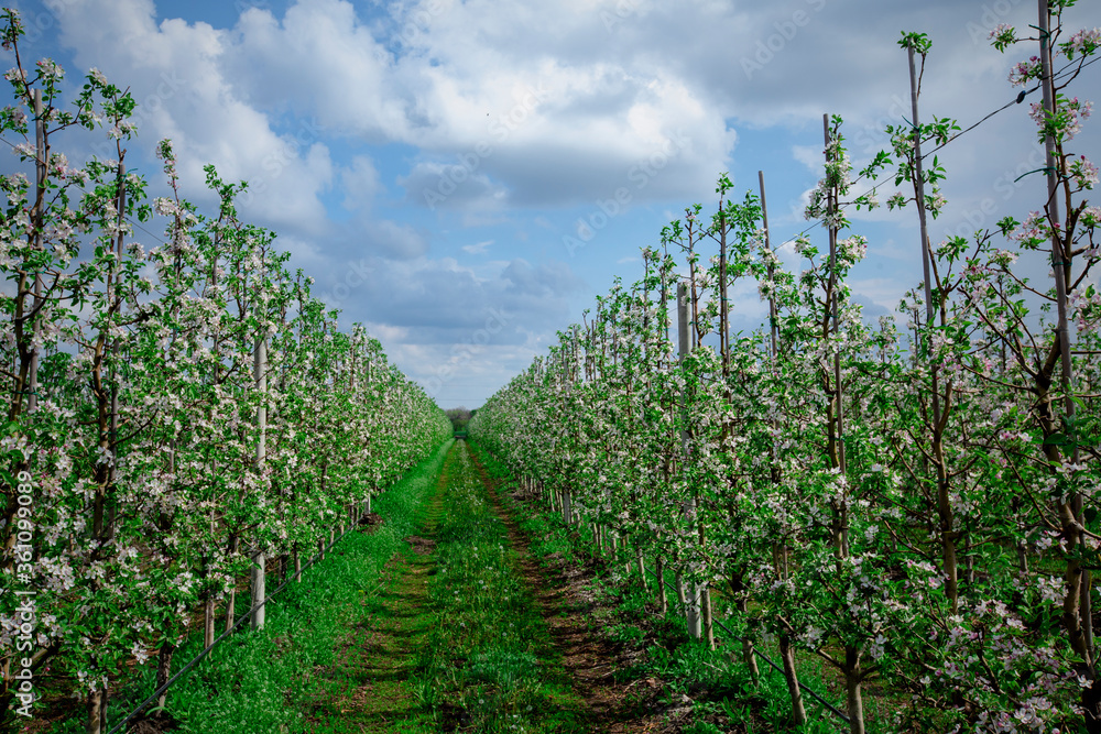 Road to blooming apple plantation. Flowering trees and sky Road to blooming apple plantation. Flowering trees and sky
