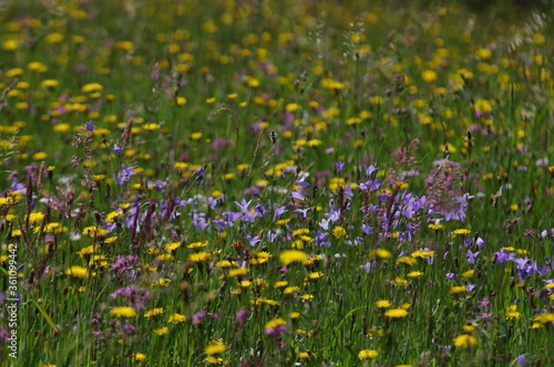 Vielfalt einer Wildblumenwiese