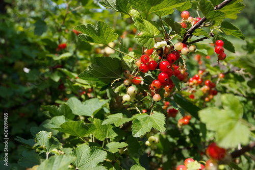 Bushes of red ripe currant, gardening concept, harvest time