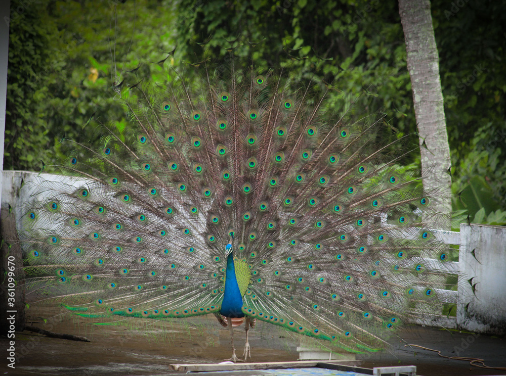 Obraz premium peacock with feathers out
