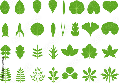 Types of leaves isolated