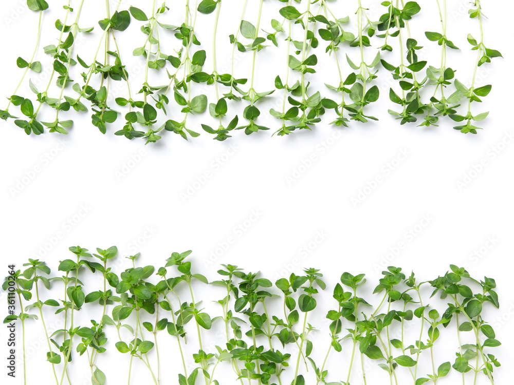 Thyme frame on a white isolated background. Copy space, flat lay. Seasoning Thyme frame on a white isolated background. Copy space, flat lay. Seasoning