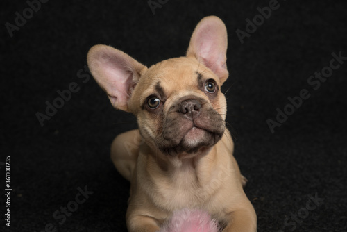 Portrait of a french bulldog puppy on a black background. © baxys