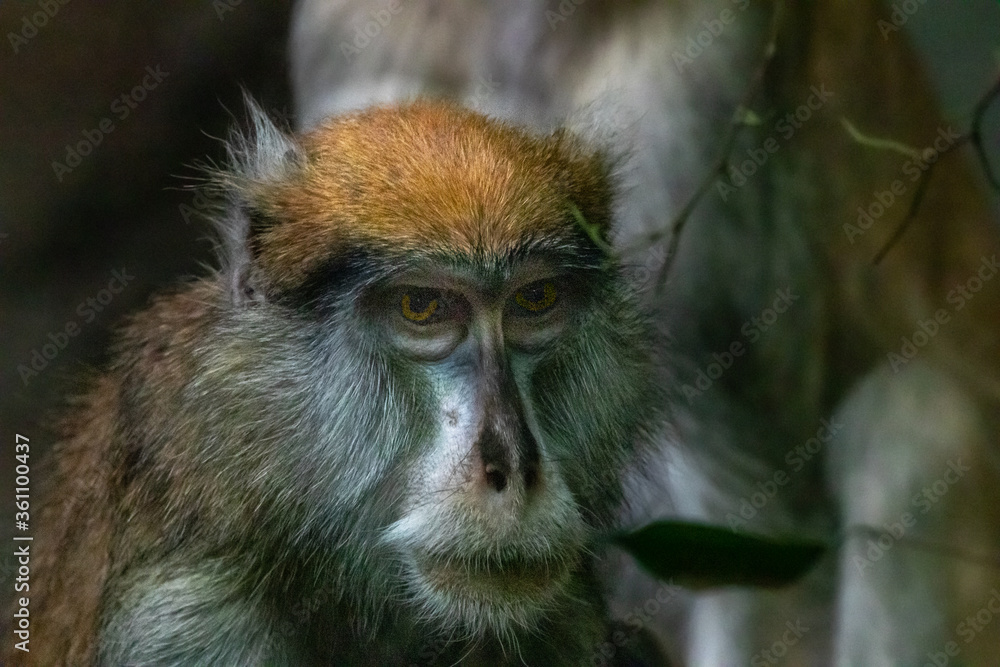 a fine art photo of a patas monkey a fine art photo of a patas monkey