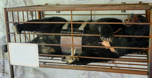Bear in a cage in captivity taking bile - illegal farm.