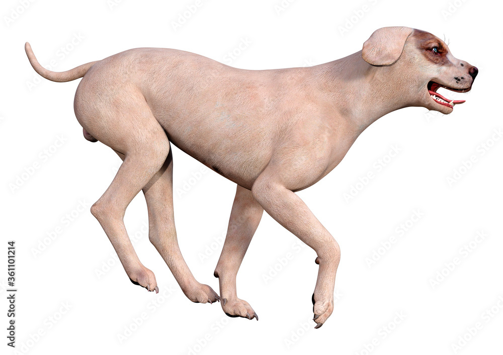 3D Rendering Crossbreed Dog on White 3D Rendering Crossbreed Dog on White