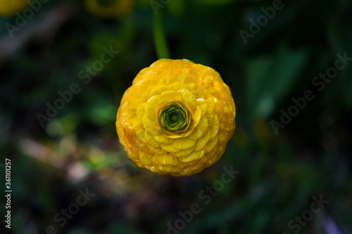 Ranunculus acris photo