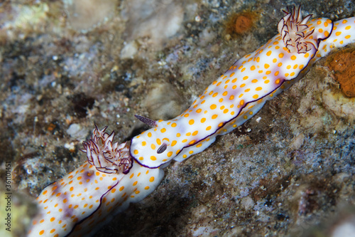 Two Beautiful risbecia (Marsa Bareka) nudibranchs of the Red Sea, one following the other. White body with yellow spots and purple outline around its rim.