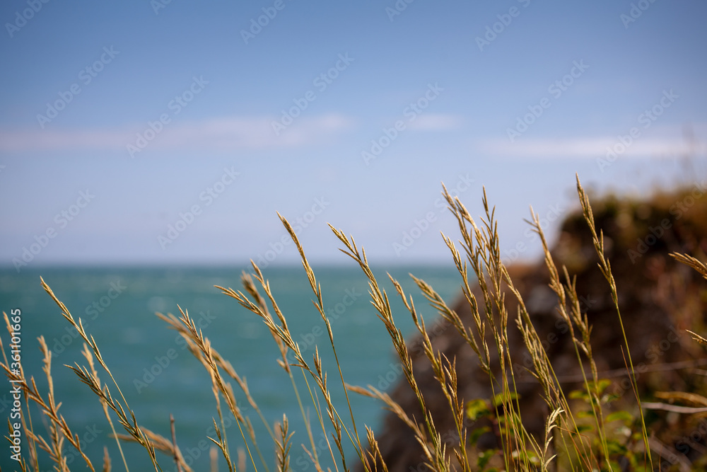 British Coastline Grass in the Wind