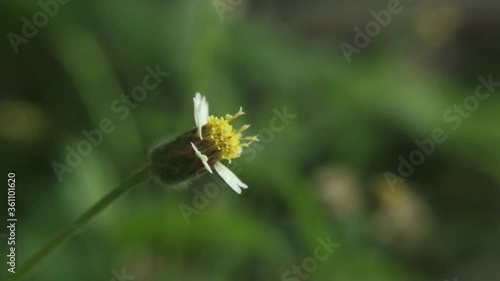 closeup view of Little white Daisy, nature grass flower