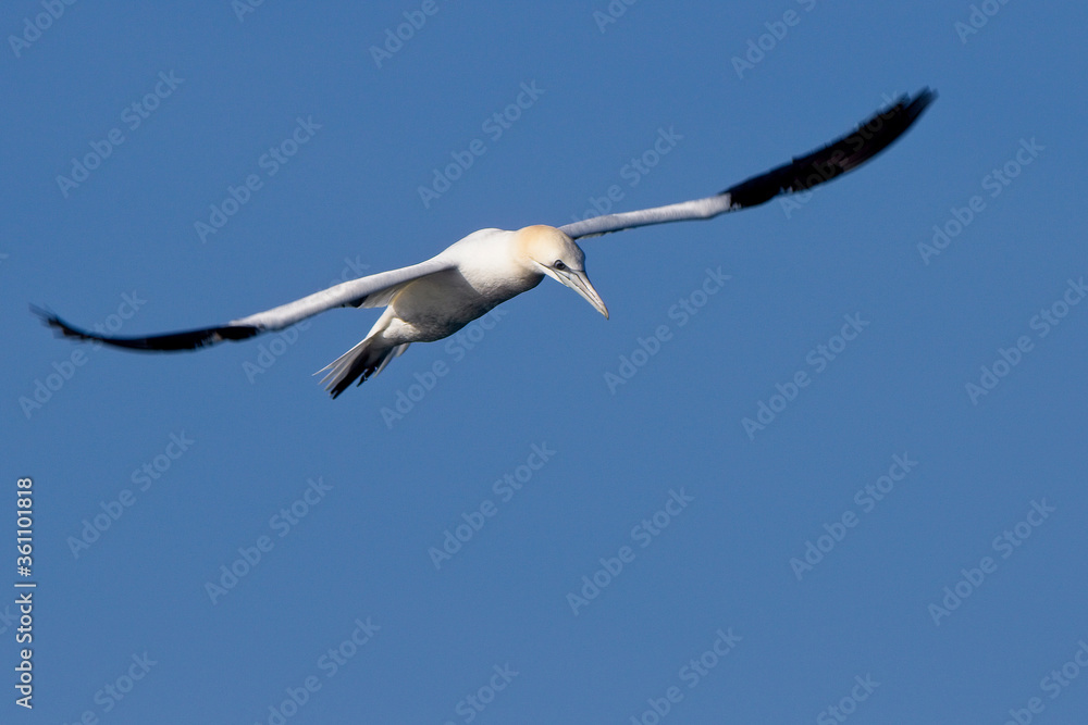 Fototapeta premium Northern Gannet (Morus bassanus) adult in flight in Mounts Bay, Cornwall, England, UK.