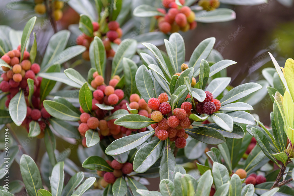 Red fruits of Japanese bayberry, on the branch