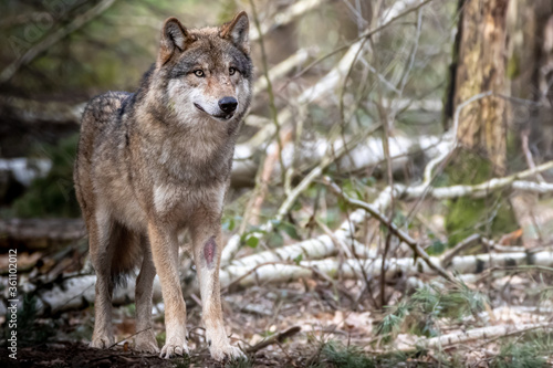 a grey european timber wolf