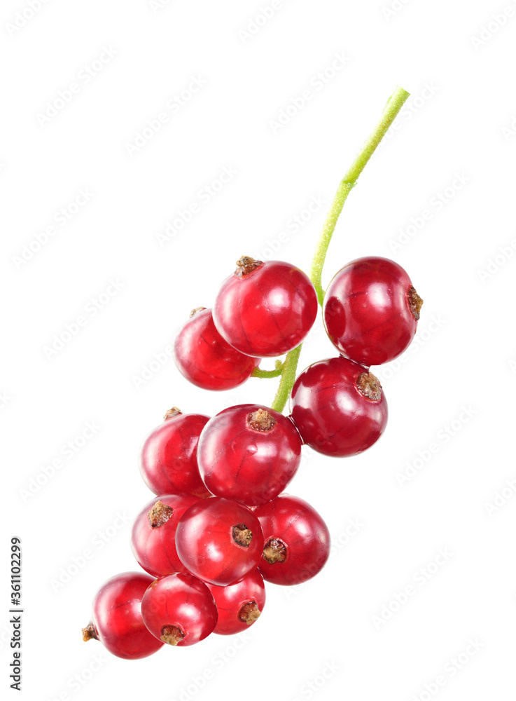 sprig of red currant berries