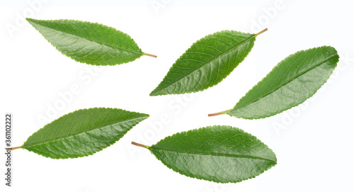 set of cherry leaves isolated on white