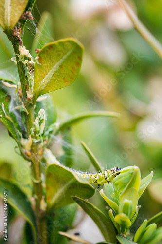 Green leaves of boxwood and caterpillar.