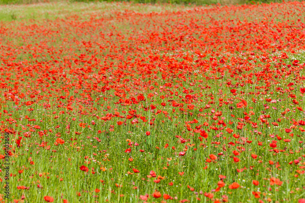 Landscape - Field of poppies