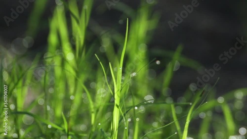 water drops on grass