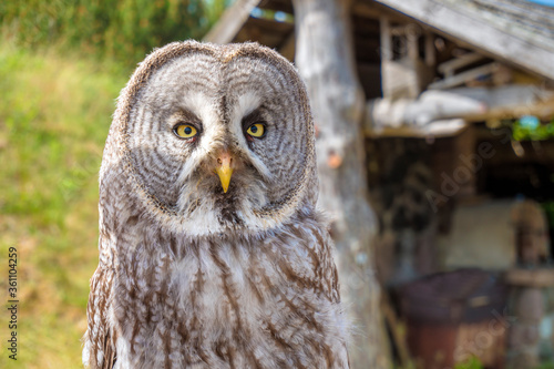 Owl portrait. Owl eyes close up. 