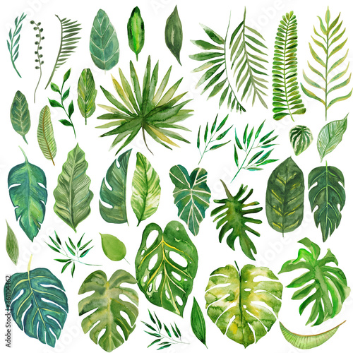 Watercolor illustration. Set of tropical leaves © anastasiya