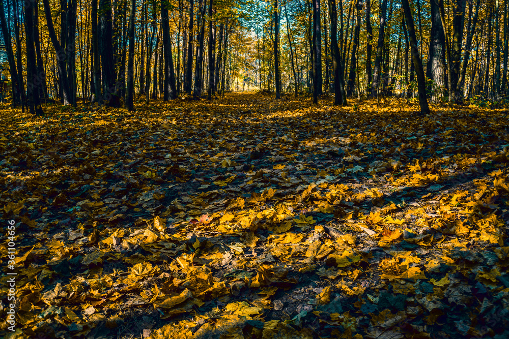 Autumn forest. Shadows in the autumn park.
Autumn forest. Shadows in the autumn park.