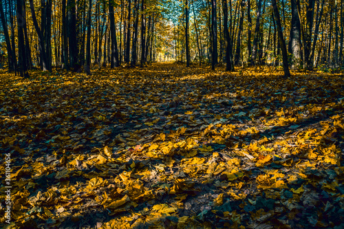 Autumn forest. Shadows in the autumn park.