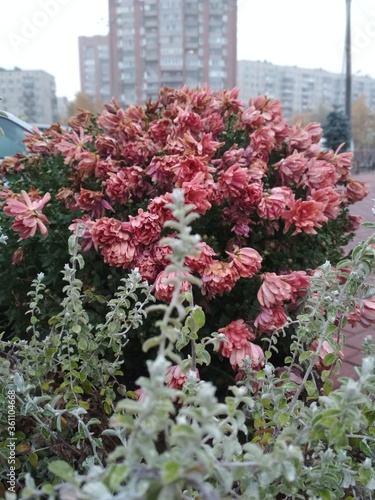 pink flowers on background of city street.