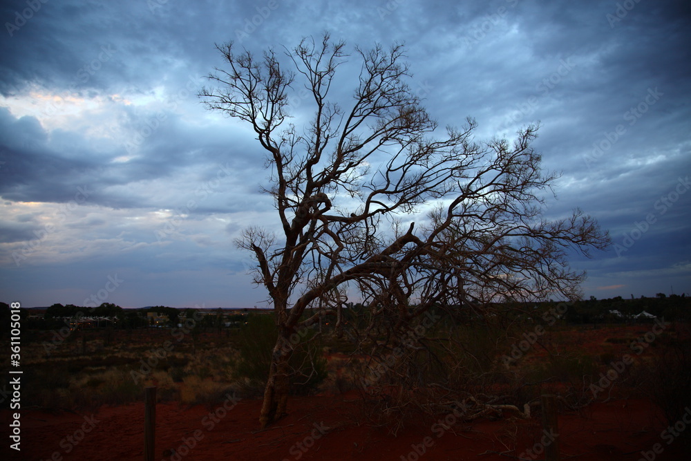 Dead tree standing on red desert at sunset in outback Central Australia Dead tree standing on red desert at sunset in outback Central Australia