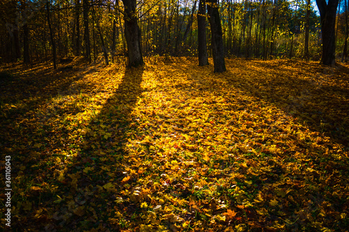 Autumn forest. Shadows in the autumn park.