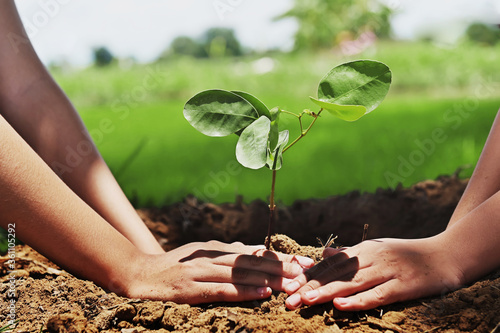 people helping planting tree in nature for save earth. environment eco concept