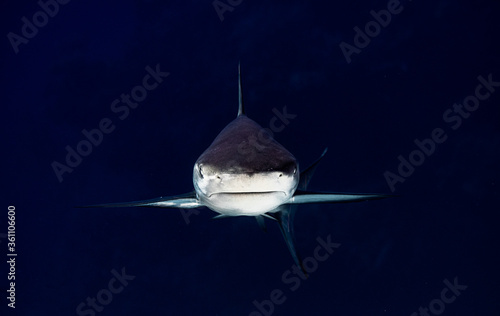 symmetrical shark underwater photography, danger reef, Exumas, Bahamas photo