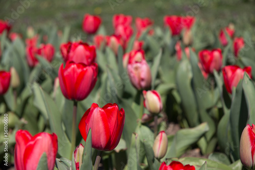 tulips