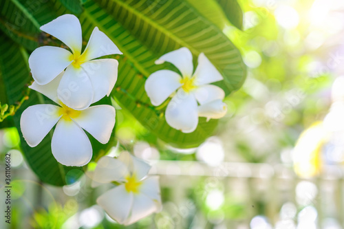 Beautiful bokeh lights background and white plumeria flowers.