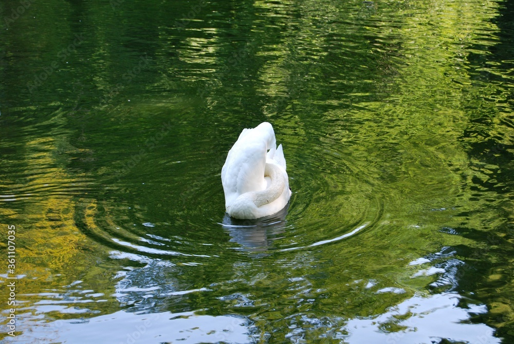 Łabędź