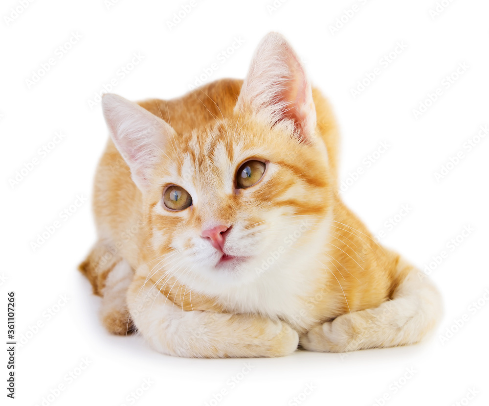 Pretty red cat Pretty red cat
