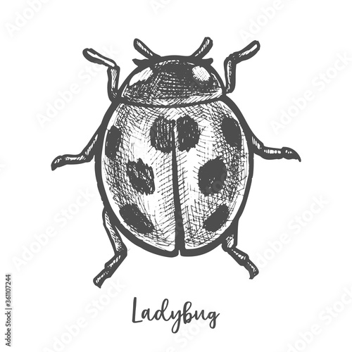 Sketch of ladybug insect. Hand drawn ladybird