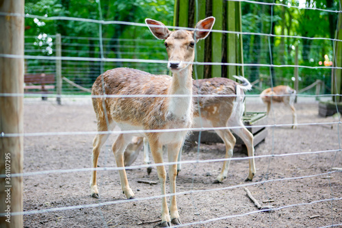 Fototapeta Naklejka Na Ścianę i Meble -  
deer in the zoo nature protection of animals