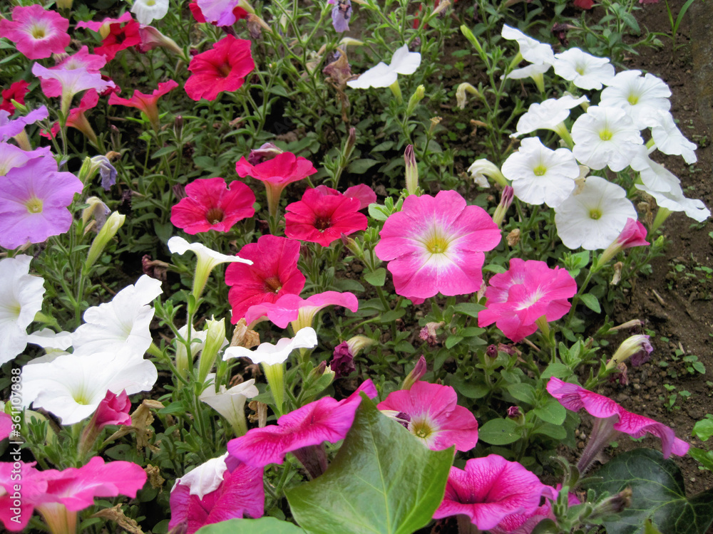 colorful petunia flowers colorful petunia flowers