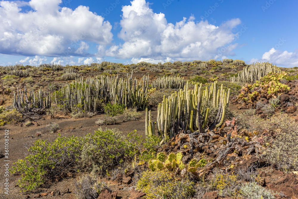 Volcanic desert landscape with cactuses and mountains, Tenerife, Canary Islands, Spain Volcanic desert landscape with cactuses and mountains, Tenerife, Canary Islands, Spain