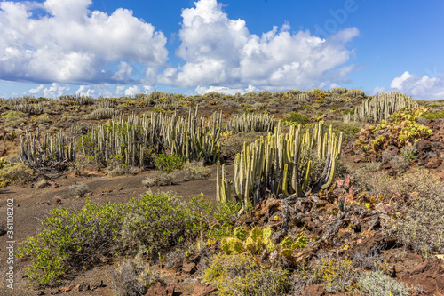 Volcanic desert landscape with cactuses and mountains, Tenerife, Canary Islands, Spain