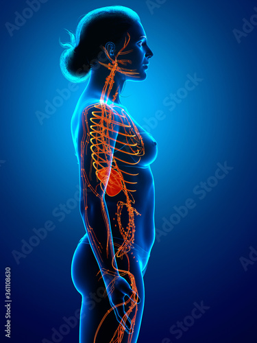 3d rendered medically accurate illustration of a female lymphatic system