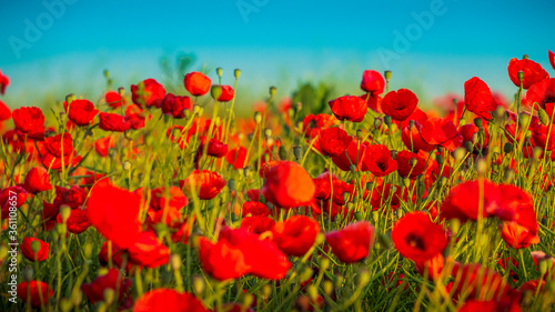 Fototapeta Naklejka Na Ścianę i Meble -  field of red poppies blue skies