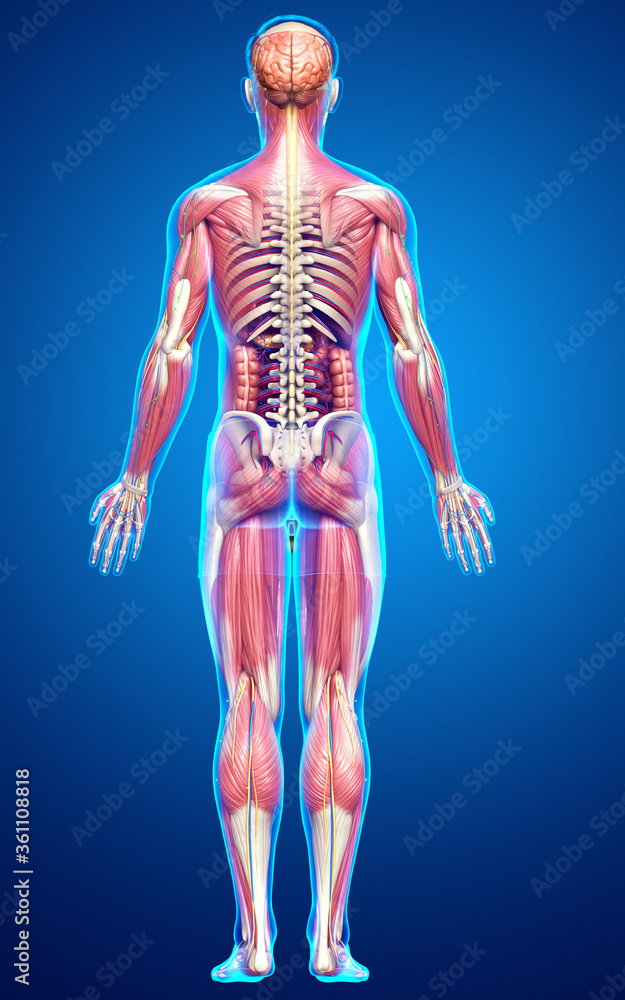3d rendered medically accurate of the male anatomy
