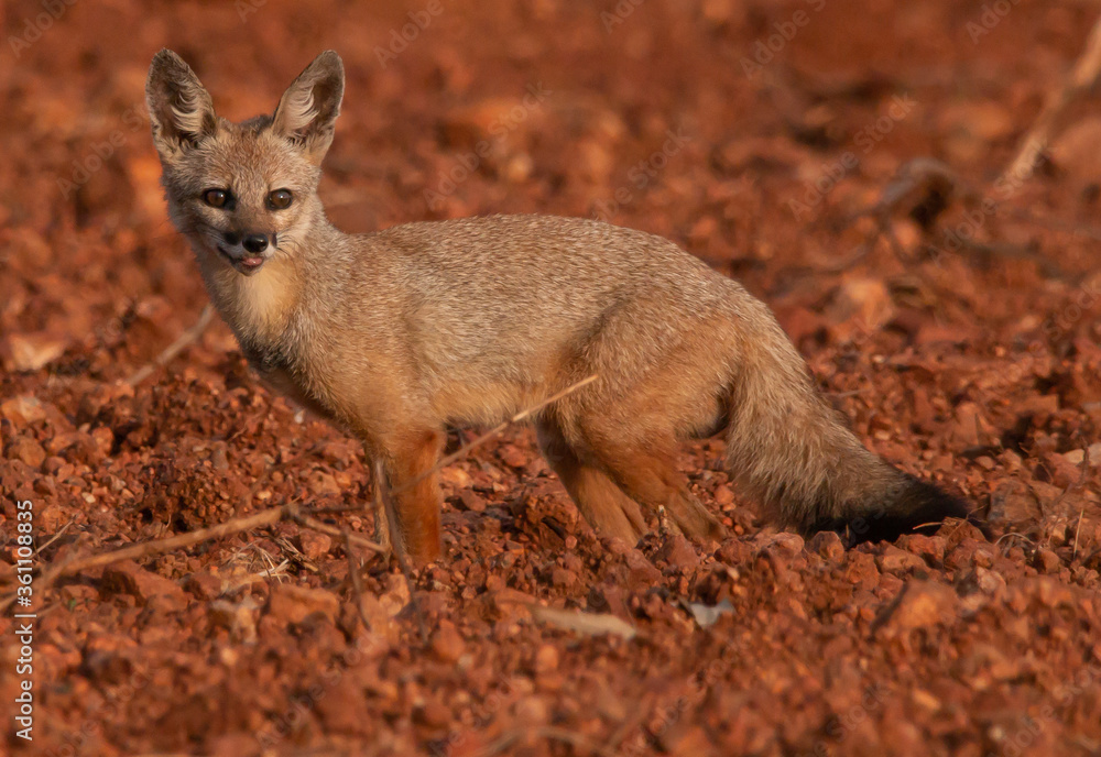 Fototapeta premium a cute Indian jackal in a farm