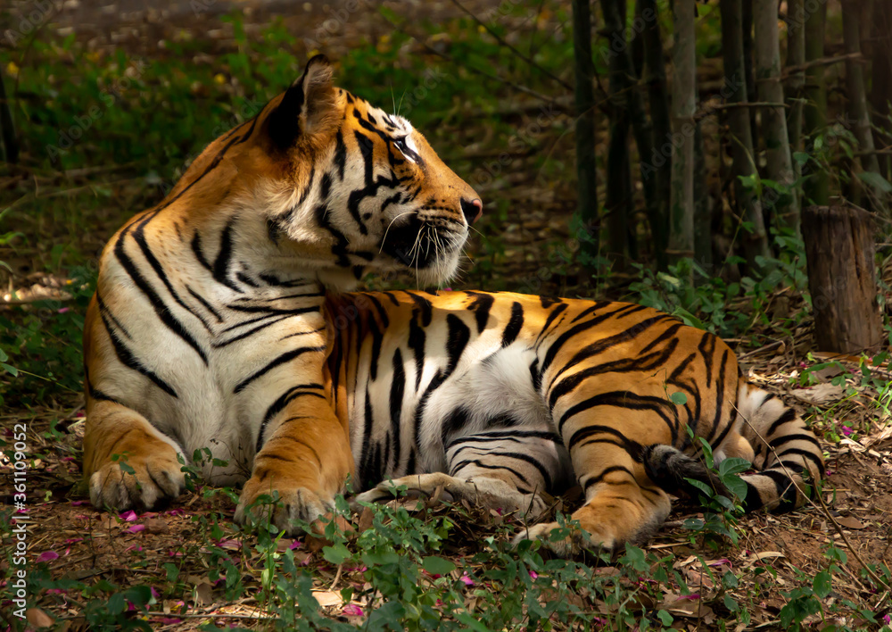 a royal indian tiger in a reserve forest