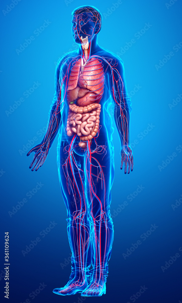 3d rendered medically accurate illustration of male Internal organs and circulatory system 3d rendered medically accurate illustration of male Internal organs and circulatory system
