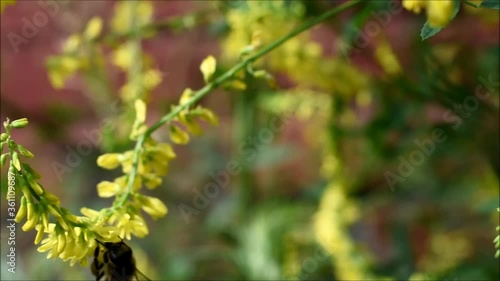 The hardworking bee collects pollen on the Donnik rastiniya during sunny summer day photo