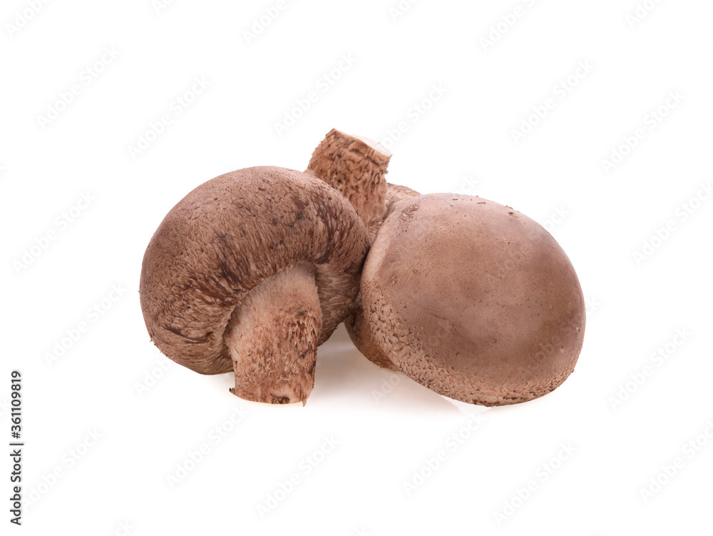 Shiitake mushroom on the White background Shiitake mushroom on the White background