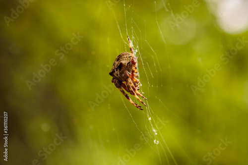 oak spider cross in a web. close-up.