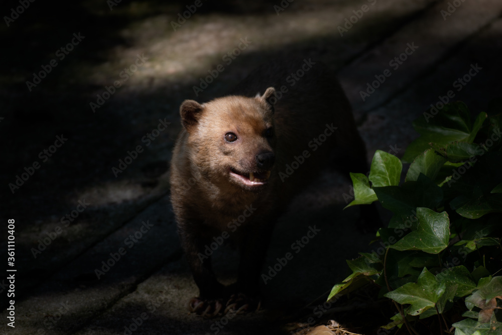 Cute female of bush dog between light and shadow Cute female of bush dog between light and shadow